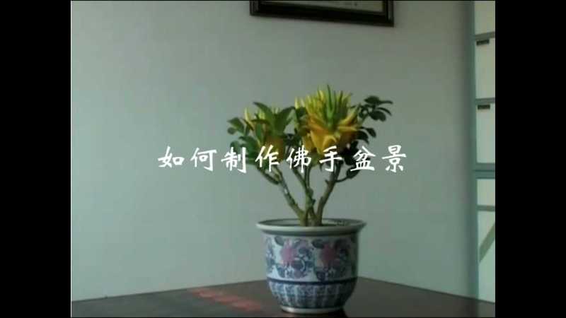盆景与盆栽